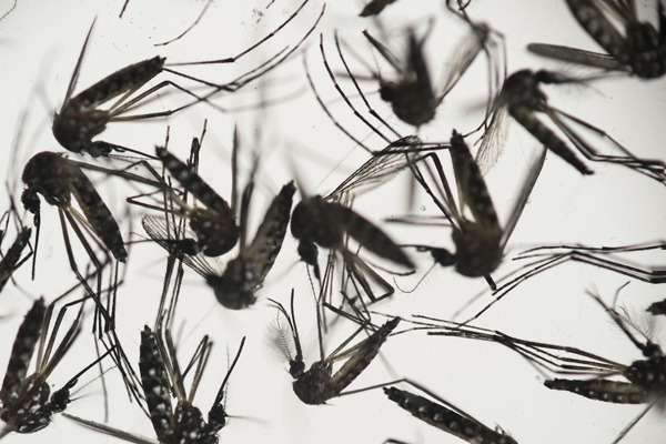 In this January 27 file photo, samples of Aedes aegypti mosquitoes, responsible for transmitting dengue and Zika, sit in a petri dish at the Fiocruz Institute in Recife, Pernambuco state, Brazil (AP photo)