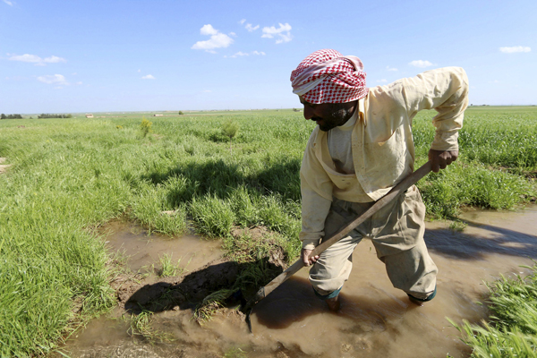 A farmer works at a wheat field in Ras Al Ain province, Syria, April 16 (Reuters photo)