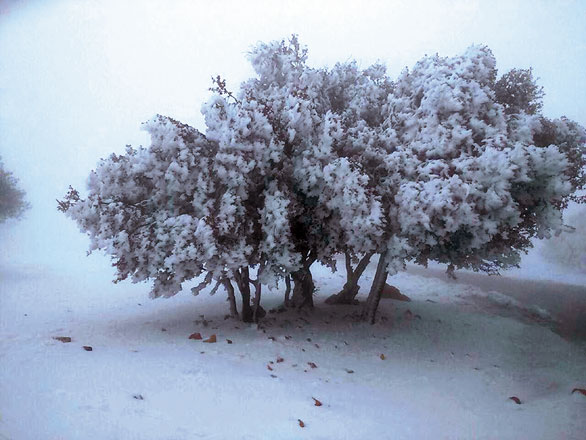 Scenes of snow in Shobak, in Maan Governorate, over the weekend (Photo by Khalid Oudat)