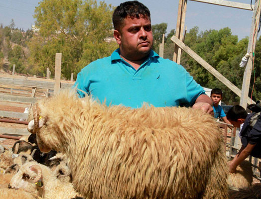 The Awassi is the most numerous and widespread breed of sheep in southwest Asia (Photo by Osama Aqarbeh)