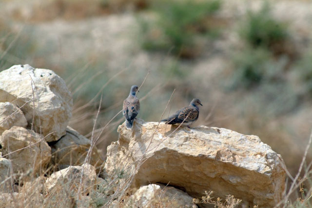 The International Union for the Conservation of Nature upgraded the turtle dove to vulnerable under its Red List of Threatened Species in 2015 (Photo courtesy of Royal Society for Conservation of Nature)