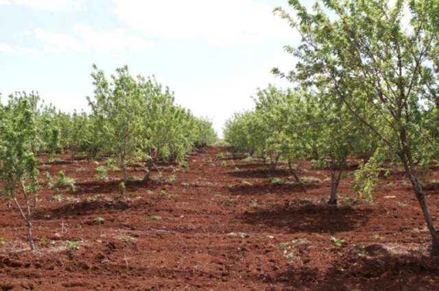As rain fails, farmers in the northern city of Irbid say they started uprooting their crops in the hope of replanting should rains start in earnest (File photo)