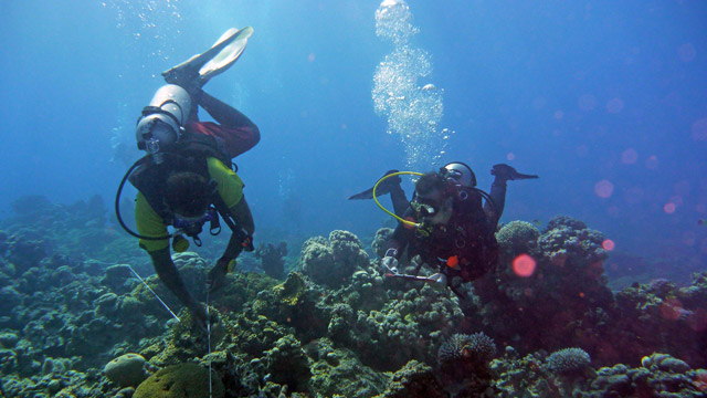 The Royal Marine Conservation Society of Jordan will train six women from Aqaba to obtain their Dive Master certificate  (Photo courtesy of JREDS)