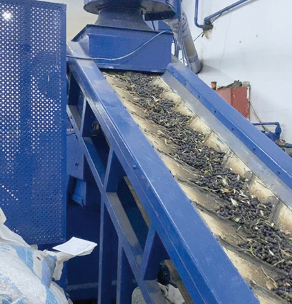 The Department of Statistics announces on Tuesday Olive oil production during the first month of the 2024 season has increased by 32.2 per cent, compared with the same period of last season (Photos by Ahmed Khlifat)