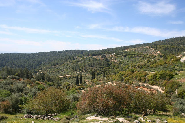 The Dibbeen Forest Reserve located in Jerash Governorate (Photo courtesy of RSCN)