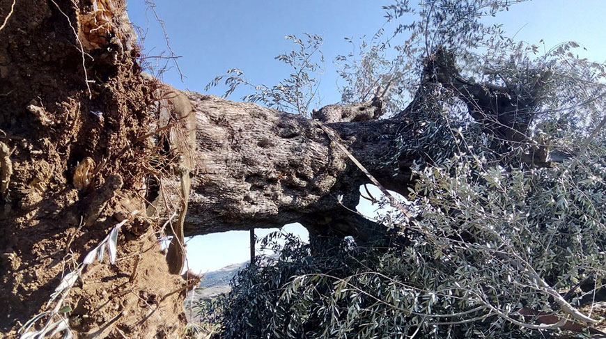 A centennial tree uprooted in Ajloun. The Forestry Department will replant it, along with around 12 others that were uprooted (Petra photo)