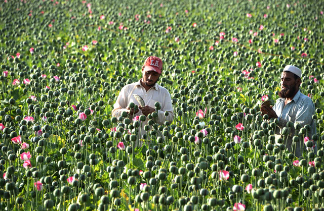 This file photo taken on April 19, 2016, shows Afghan farmers harvesting opium sap from a poppy field in the Chaparhar district of Nangarhar province (AFP photo)
