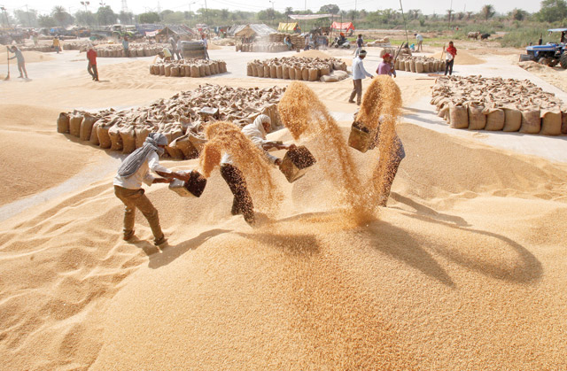 Workers remove dust from wheat at a wholesale grain market in Chandigarh, India, on Monday (Reuters photo)
