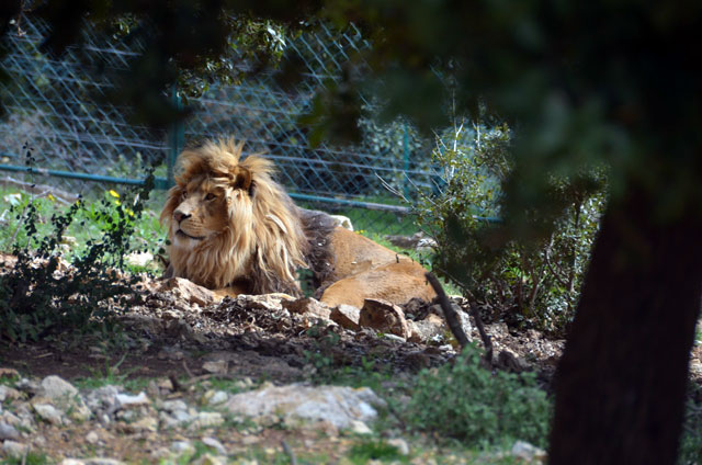A lion and a bear can be seen in at the Al Mawa for Nature and Wildlife on Friday (Photos by Muath Freij)