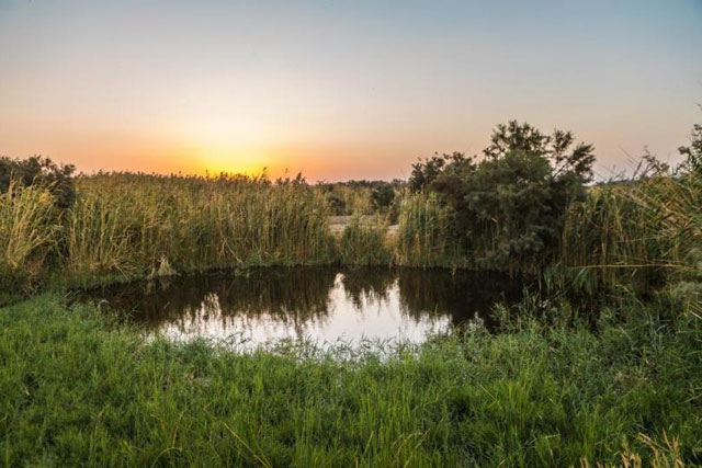 The Azraq Wetland Reserve, an oasis in the middle of the desert, has been under rehabilitation (Photo courtesy of RSCN)
