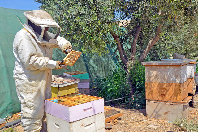 Sameera Mouawad is now a proud business owner and trainer of aspiring beekeepers in Al Sukhnah in Zarqa (Photo courtesy of USAID Lens)