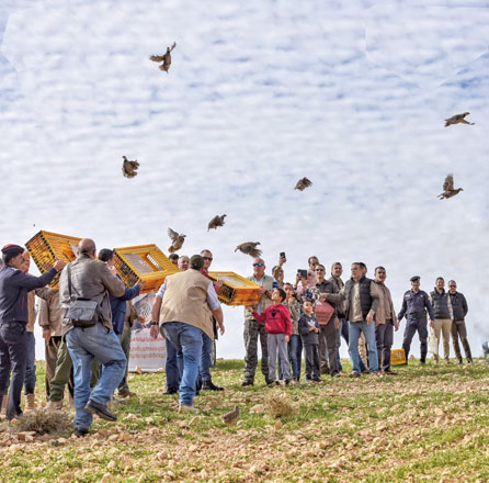 Activists release endangered chukars into the wild in this undated photo. The release was organised in a bid to bolster the birds’ numbers which are threatened by poaching and climate change (Photo courtesy of the Jordan Outdoor Sport Association)