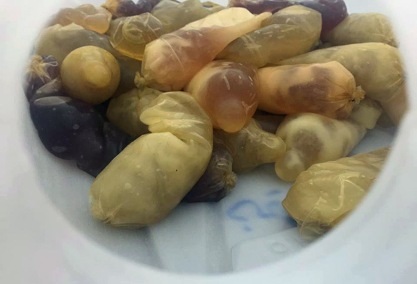 Cocaine found hidden in rubber bags allegedly smuggled recently into Jordan by South American suspects (Photo courtesy of Public Security Department)