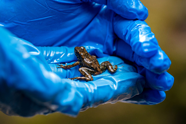 Biologist Andrea Teran holds a new species of rocket frog in her hands by the Velo de Novia waterfall in Junín, Ecuador, April 2022 (AFP photo)