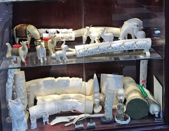 The ivory ornaments are seen on display at a rest station in south Amman on Wednesday (Photo courtesy of the RSCN)