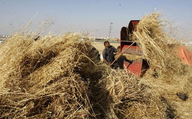 Every year between May and August, the Ministry of Agriculture buys wheat and barley from farmers at prices preferential for producers (File photo)