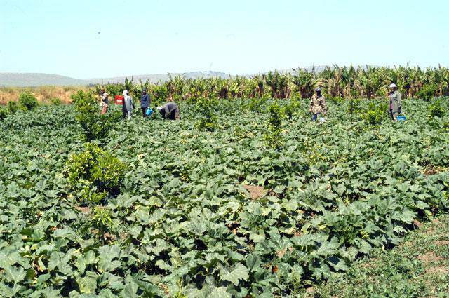 Tamkeen has recently launches a coalition to advocate for enhanced rights for agricultural workers, with a primary goal of increasing awareness of the 2021 Agricultural Labour Bylaw (JT file)