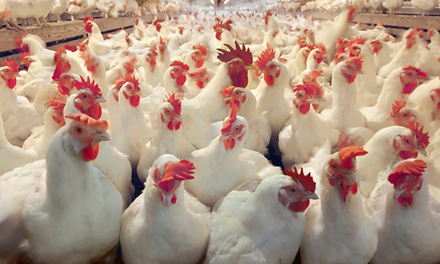 The Ministry of Agriculture on Sunday announces suspending imports of live poultry and untreated poultry products from Brazil following the confirmation of avian influenza cases in the South American country (Petra photo)