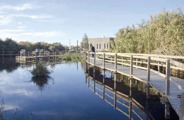 A view of the Azraq Wetland Reserve, located 103 kilometres east of Amman (Photo courtesy of RSCN)