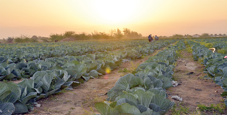 The most prominent challenges the agricultural sector faces are climate change and legislation, according to President of the Jordanian Farmers Union Mahmoud Oran  (File photo)