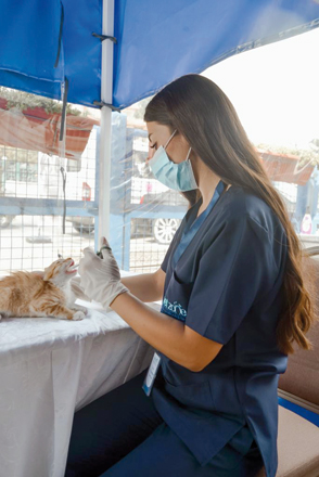 A veterinarian tends to a cat during a free veterinary day organised by Vetzone on October 15 (Photo courtesy of Alaa Shehadeh)