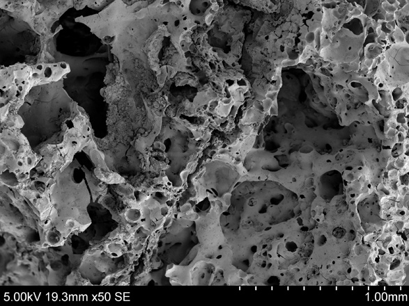   Scanning Electron Microscope image of ancient bread remains found at Shubayqa 1  (Photo courtesy of Shubayqa Archaeological Project)