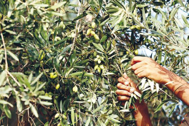 Jordan is among the top 10 olive producing countries in the world, with more than 20 million trees across the Kingdom that cover 130,000 hectares of the country’s total area, according to the Food and Agriculture Organisation of the United Nations (File photo)