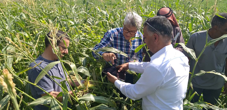 The Food and Agriculture Organisation of the United Nations conducted a training programme on integrated pest management for fall armyworm (Photo courtesy of FAO)