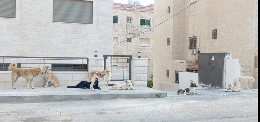 A pack of stray dogs is seen in Amman’s Dahiat Al Rashid neighbourhood in this recent photo (File photo)