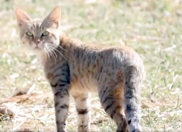 An image of the wild cat (Felis silvestris) sighted at Azraq Wetland Reserve (RSCN photo)