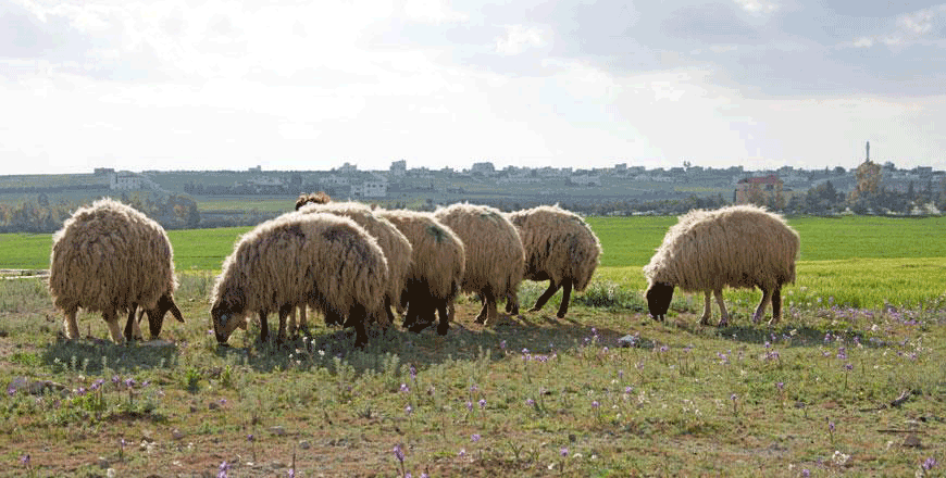 Large local sheep, which weigh around 20 kilogrammes, are sold for JD9.50 per kilogramme, according to the Livestock Breeders Association (File photo)