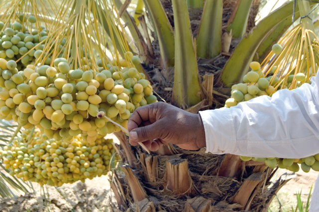 The Food and Agriculture Organisation of the United Nations in Jordan has launched the first of a series of training workshops on integrated management of the red palm weevil for date palm farmers in Jordan (Photo courtesy of FAO)