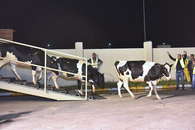 This photo made available by the Qatar News Agency on Wednesday shows a herd of cows arriving from Budapest at the Baladna Livestock Production farm in the city of Al Khor, northeast of Qatar (AFP photo)