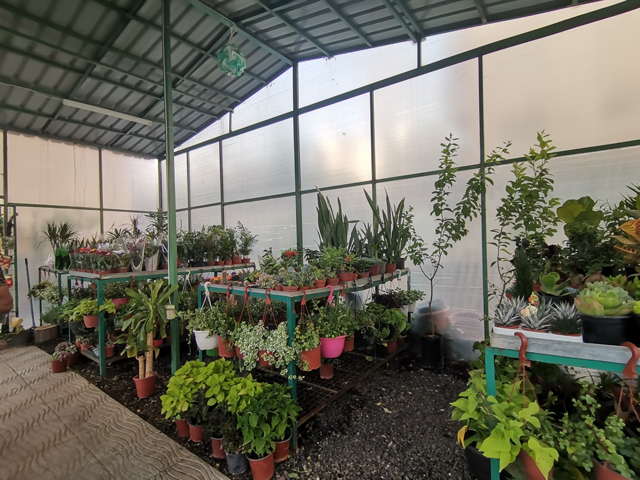 A view of a plant nursery in Amman (Photo by Rayya Al Muheisen)