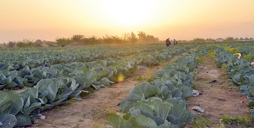 Farmers are calling for the activation of the Land Use Regulation Law to help mitigate the impact of climate change on their livelihoods  (File photo)