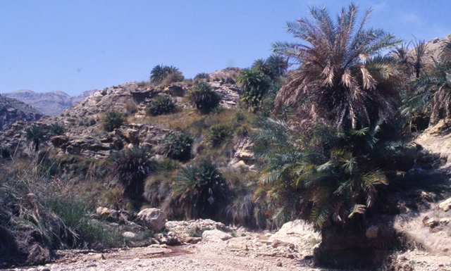 Wadi Al Hasa, located in the central massive, had been a central corridor for population movement in prehistoric and later phases (Photo courtesy of ACOR)