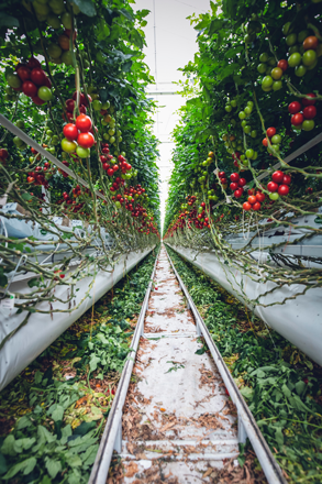 Urban agriculture is practiced through methods like green roofs and indoor farming, and it offers environmental benefits, such as reducing carbon emissions and enhancing biodiversity (Photo courtesy of unsplash)