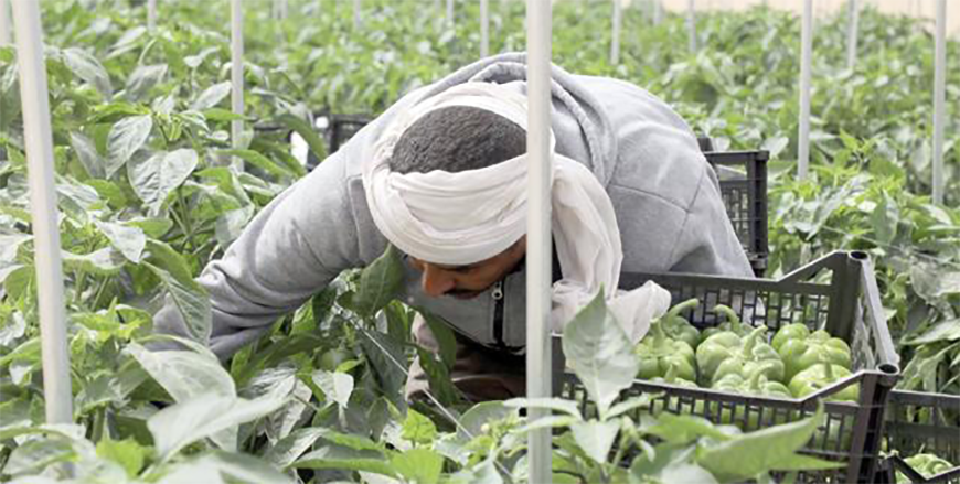 The Agricultural Credit Corporation says WFP agreement to provide 'interest-free' loans to Jordan's small- and large-scale farmers to confront climate change challenges (JT file)