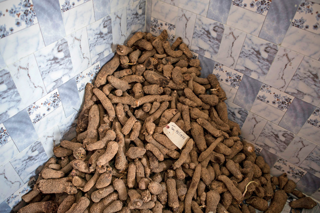 A pile of yam seed that will be handed out to local farmers for experimentation during a workshop is seen at the PS Nutrac Farm on June 5  in Wasinmi, near Abeokuta (AFP photo)