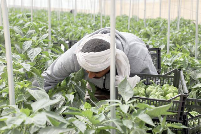 Small-scale farms face a number of challenges that impede the access of their products to foreign markets, according to a recent FAO study (File photo)