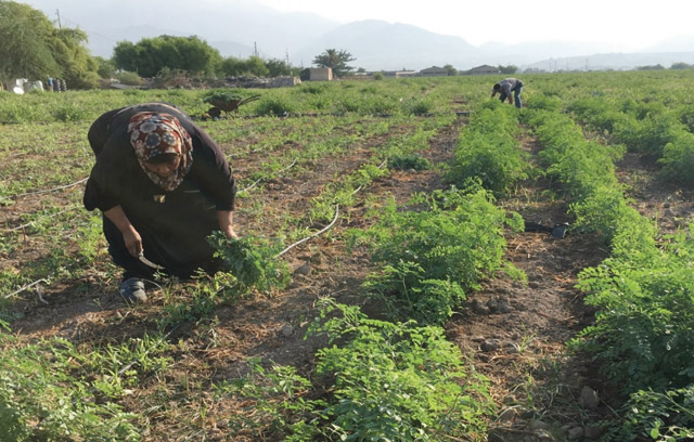 Safi Crafts has revived the tradition of cultivation of the indigo plant in Jordan and now farms indigo on five dunums of land (Photo courtesy of UNESCO)