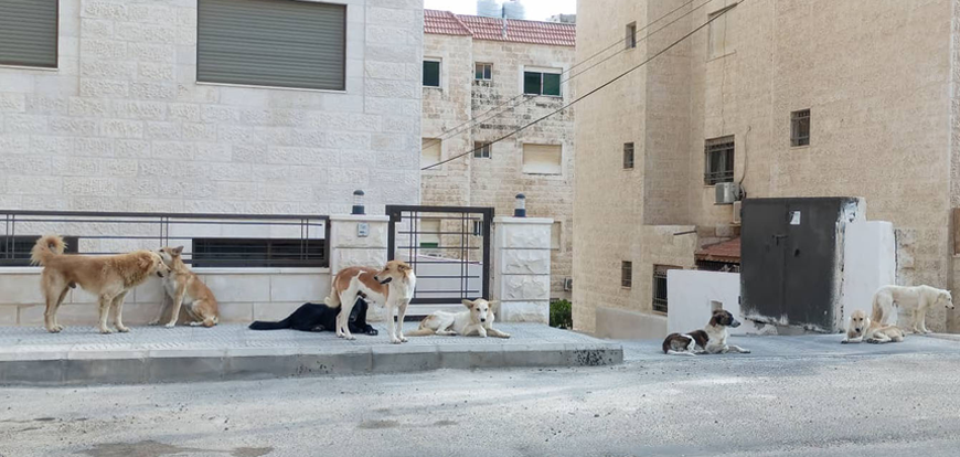 A pack of stray dogs is seen in Amman’s Dahiat Al Rashid neighbourhood  (Photo by Amjad Ghsoun)