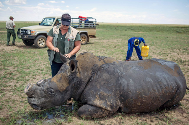 The photo taken on February 3, 2016 shows a de-horned rhino slowly waking up after his horn was trimmed at John Hume's Rhino Ranch in Klerksdorp, in the North West province of South Africa  (AFP file photo)