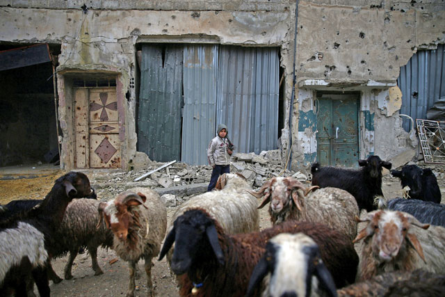 A boy herds sheep near damaged buildings in the rebel-held besieged city of Douma, in the eastern Damascus suburb of Ghouta, Syria, on Sunday (Reuters photo)