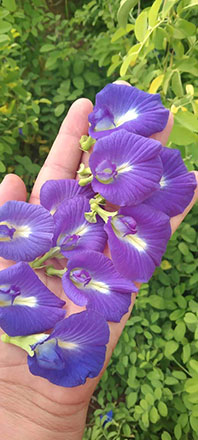 Butterfly pea flowers used for making blue tea (Photo courtesy of Suhaib Ayyad)
