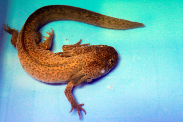 An axolotl (Ambystoma mexicanum), or Mexican salamander, is pictured at the Biology Institute of the National Autonomous University of Mexico (UNAM) in Mexico City, Mexico May 25 (Reuters photo)