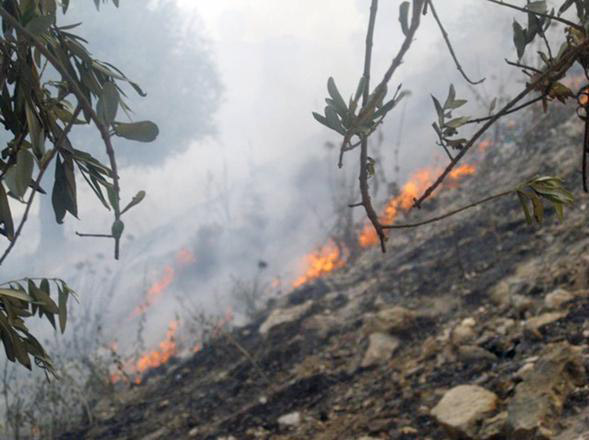 Since the start of the year, the ministry recorded 11 wildfires that destroyed a total of 408 dunums of forestland (File photo)