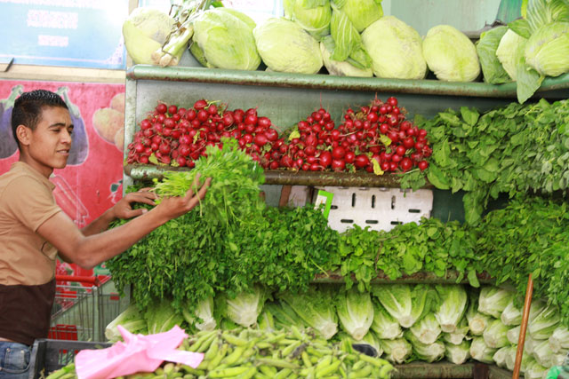 Jordan's main exports of leaf vegetables include mallow, basil, thyme, spinach, fennel, lemongrass, gundelia, coriander, garlic, grape leaves, corchorus, mint and sage (Photo by Hassan Tamimi)