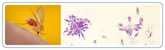The sandflies that transmit the Leishmania parasite are only about one-third the size of typical mosquitoes or even smaller (Illustration courtesy of CDC/PHIL, DPDx)
