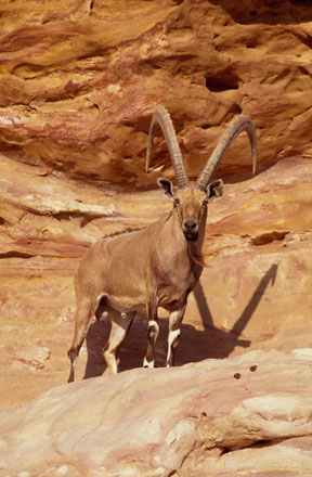 Over-hunting of the ibex in the past led to its extinction in Jordan and other countries in the region, according to conservationists (Photo courtesy of RSCN)